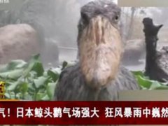 日本鲸头鹳狂风暴雨中一动不动 鲸头鹳为什么下雨不动