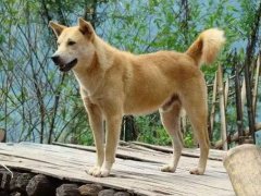 大连回应中华田园犬为何属禁养犬 中华田园犬为什么禁养