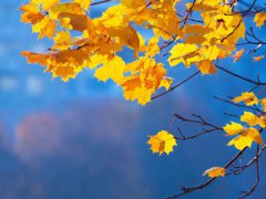 秋分节气有什么风俗活动 秋分节气的特点是什么