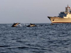 海豚群伴航人民海军护航军舰 亚丁湾海豚群伴航军舰场面惊艳众人