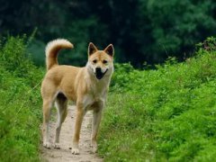 大连回应中华田园犬为何属禁养犬 大连有奖举报48种禁养犬