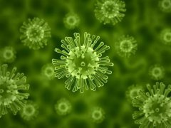 荷兰证实新冠病毒动物传人传播链 哪些动物传播新型冠状病毒