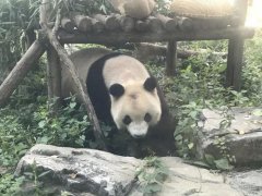 北京动物园回应网红熊猫秃头 网红熊猫叫什么名字