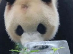 北京动物园回应网红熊猫秃头 网红熊猫秃头罕见照片曝光