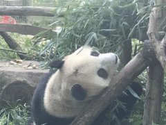 北京网红大熊猫突然“头秃”