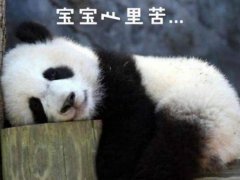 北京动物园网红大熊猫突然头秃 大熊猫为什么是国宝