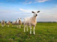 接首批1只羊的车队从武汉出发 蒙古国送中国30000只羊去哪里了
