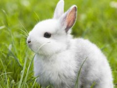 宠物店回应为抬价剪兔耳 宠物店回应剪兔耳 兔子耳朵被剪了还能活吗