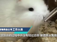 宠物店回应为抬价剪兔耳