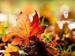 秋分是什么意思 秋分节气的含义是什么