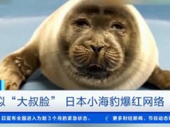 日本小海豹酷似大叔脸爆红 日本小海豹被网友取名为微笑君