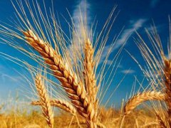 什么时候种小麦 小麦播种时间 小麦种植时间