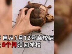 武汉大学生返校发现乌龟变龟壳 学生8个月后返校宿舍乌龟变龟壳