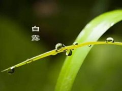 白露吃鸡有什么好处 白露吃鸡有什么说法