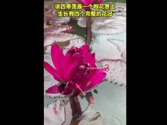 广州莲花山首次发现四蒂莲 四蒂莲是什么意思 四蒂莲有什么好处