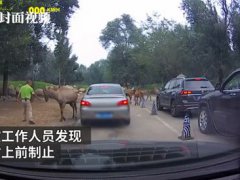 北京野生动物园游客疑喂动物口罩 游客给动物喂口罩被制止