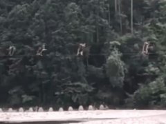 日本猴子走钢丝过河 20只日本野生猴子直立走钢丝过河