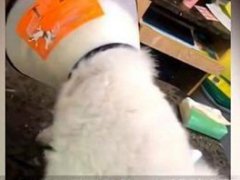 福州大学回应准研究生疑似虐狗 如何看待福州大学准研究生疑似虐狗