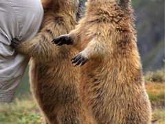 投喂土拨鼠可能传播鼠疫 抖音快手上投喂土拨鼠成流行