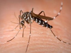 美国批准释放7.5亿只转基因蚊子 美国释放基因改造蚊子