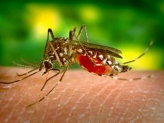 美国批准释放7.5亿只转基因蚊子 广州转基因蚊子失败