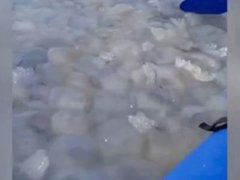 乌克兰巨大水母群覆盖海面 乌克兰巨大水母群覆盖海面：船只寸步难行