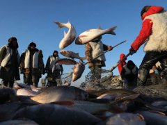 查干湖冬捕时间 查干湖冬捕时间 查干湖冬捕时间是什么时候 查干湖冬捕时间是