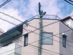 日本街头仙人掌长到3层楼高 仙人掌养殖方法及注意事项