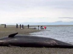 上百头鲸鱼在斯里兰卡搁浅 鲸鱼搁浅会死吗