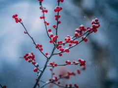 大雪节气是几月几日 大雪节气是哪一天 大雪是什么时候