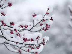 大雪节气的由来和风俗 大雪节气的含义是什么