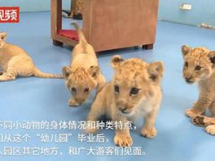 浙江湖州诞生4只小金虎 金虎是什么虎种