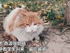 北大流浪猫因抓人被连贴12张告示 猫挠人咬人会不会得狂犬病