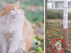 北大流浪猫因抓人被连贴12张告示 北大流浪猫抓人