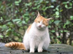 北大流浪猫因抓人被连贴12张告示 流浪猫抓人会得狂犬病吗