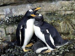 同性恋公企鹅时隔一年再偷蛋 企鹅同性恋概率