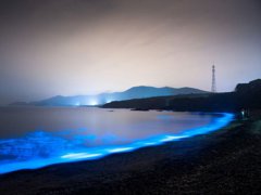 葫芦岛海边现罕见荧光海 荧光海在什么情况下能够出现