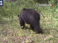 小兴安岭首次找到东北虎吃熊证据 老虎吃熊残忍视频曝光