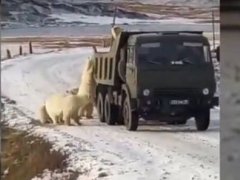 饥饿的北极熊打劫垃圾车 因冰川消融饥饿北极熊“打劫”垃圾车