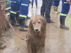 9岁搜救犬图图退役了 搜救犬退役后怎么办