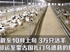 首批4000只蒙古捐赠羊入境现场图 蒙古和中国是什么关系