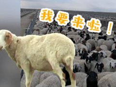 首批4000只蒙古国捐赠羊今日交付 蒙古国捐赠羊将入境