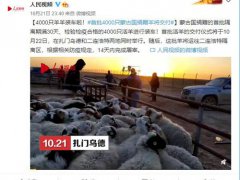 蒙古国捐赠的首批活羊22日入境 蒙古国捐赠羊将分批入境