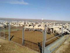 首批4000只蒙古国捐赠羊今日交付 蒙古国捐赠的三万只羊哪里去了
