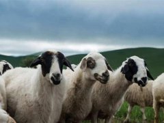1只羊加工后正运往武汉 蒙古国送中国30000只羊去哪里了