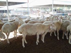 1只羊加工后正运往武汉 蒙古赠送的3万只羊怎么处理的