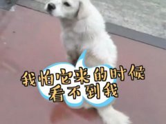 大学封校两只狗狗隔桥相望