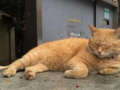 太原一男子当街虐猫 虐猫行为的心理原因