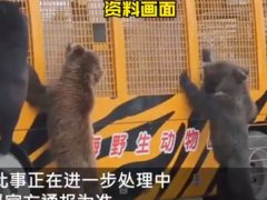 上海动物园咬死饲养员的熊怎么处理 吃人熊是枪毙还是安乐死