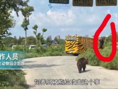 游客讲述上海野生动物园游览经历 游客回忆熊吃人全过程